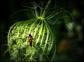 climbing bug 22.jpg