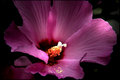 disrupted pollen.jpg