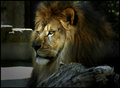 beast of pride.jpg