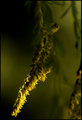 nature in the light 001.jpg