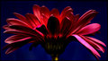 spot lite red.jpg