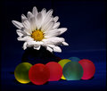 white with some color.jpg