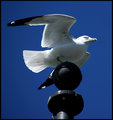 ready for take off.jpg