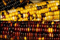 colors of fall 24.jpg