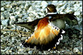 sandpipers dance.jpg