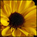 flower of yellow.jpg