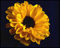 flower of yellow 8.jpg