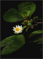 lily pad 368.jpg
