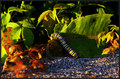 in search of breakfast 23.jpg