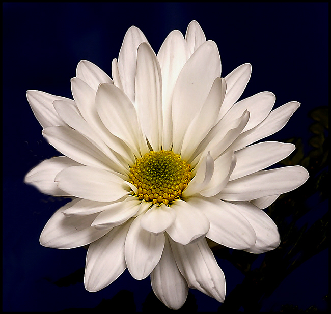 flower of white.jpg