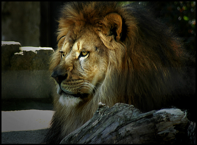 beast of pride.jpg
