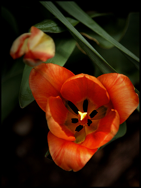 how does your garden grow.jpg