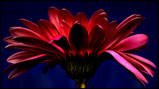 spot lite red.jpg