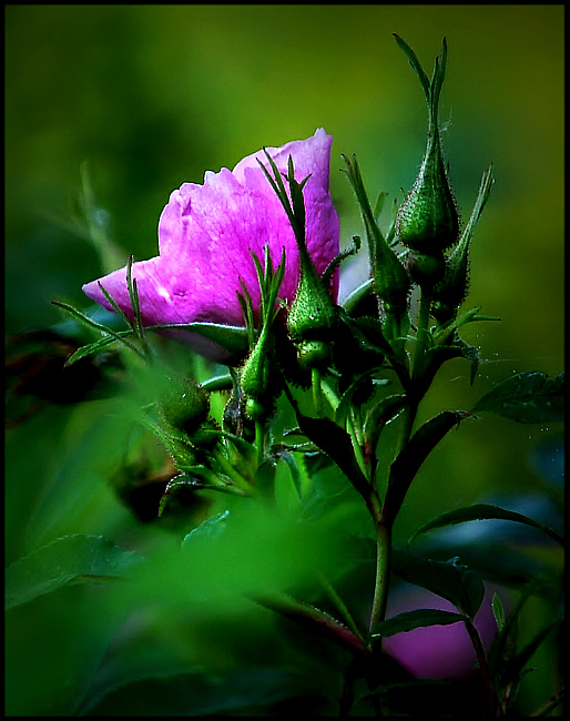 crowded buds.jpg