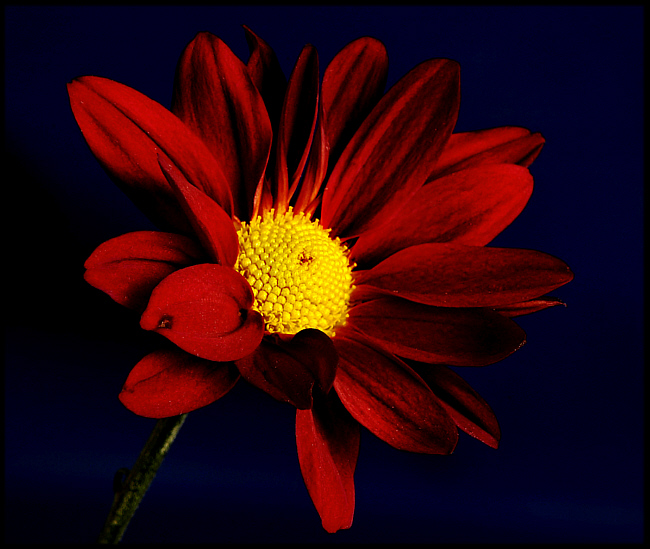 flower of red.jpg