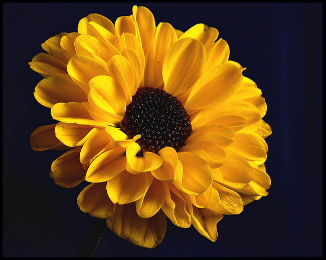 flower of yellow 8.jpg