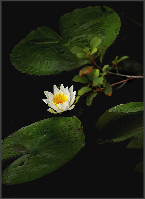 lily pad 368.jpg