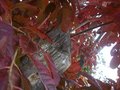 Redstump