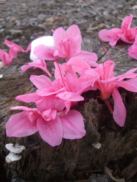 Beuatgug 026.jpg