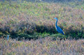 Great-Blue-Heron