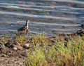 Short-Billed-Dowitcher