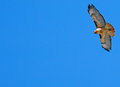 Red Tail Hawk