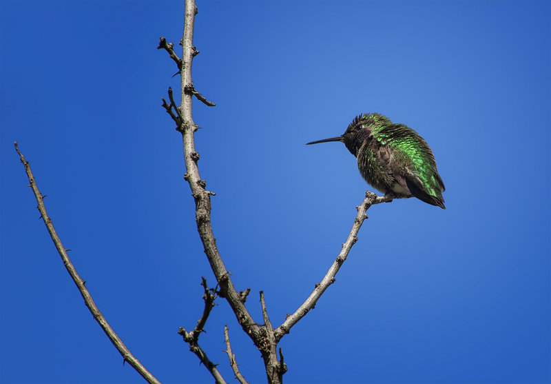 Anna's Hummingbird?