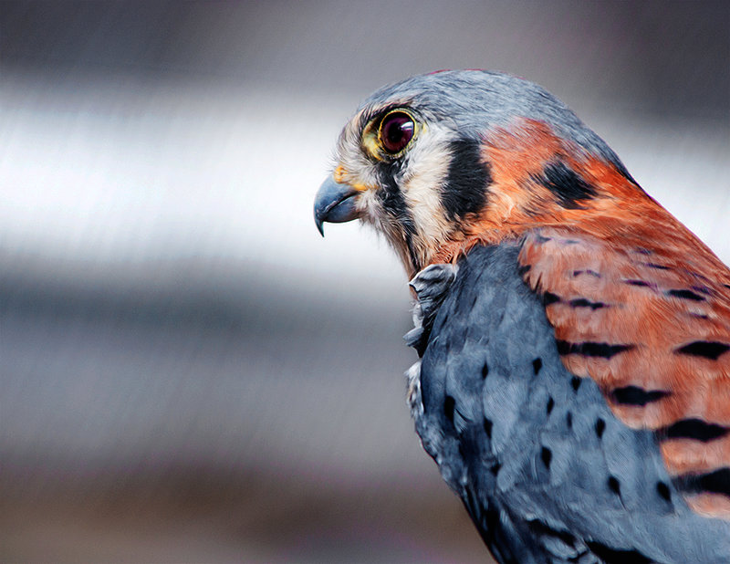 American Kestrel