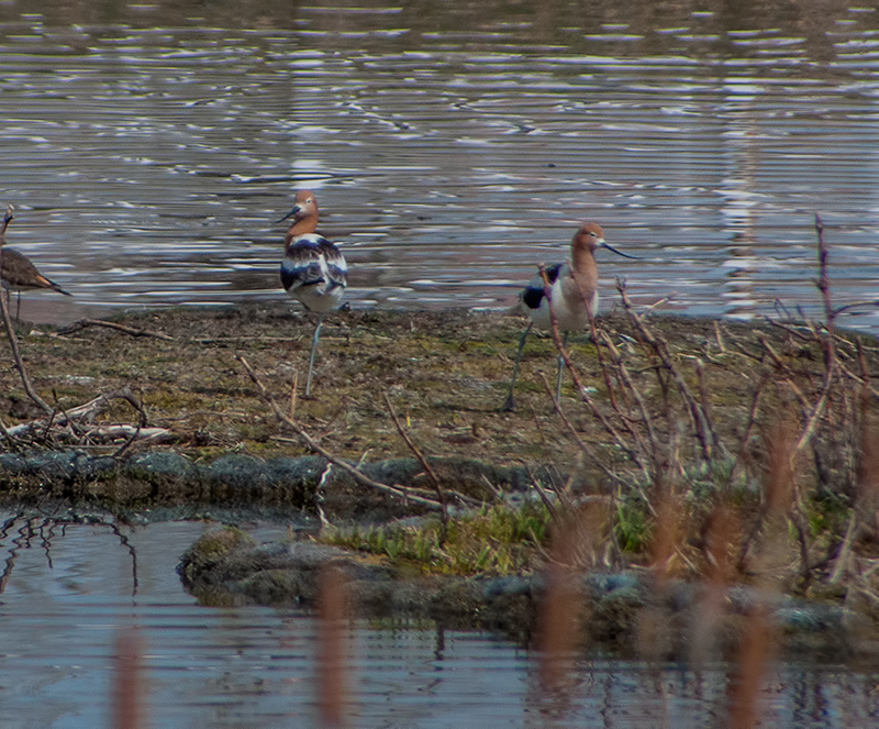 American Avocet