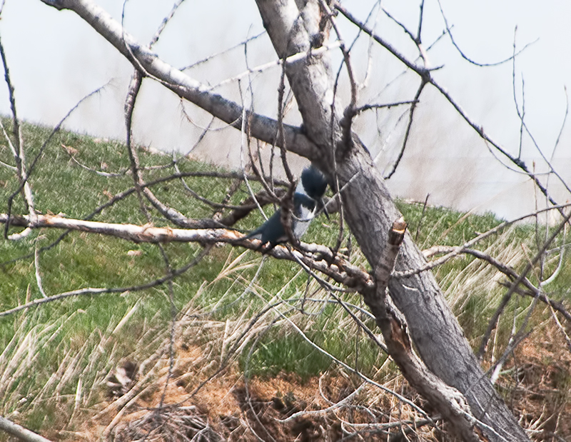 Belted Kingfisher