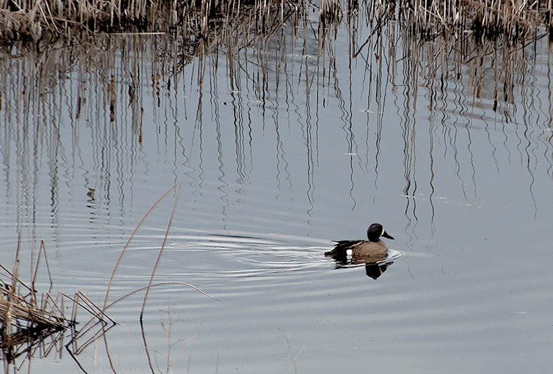 Blue Winged Teal