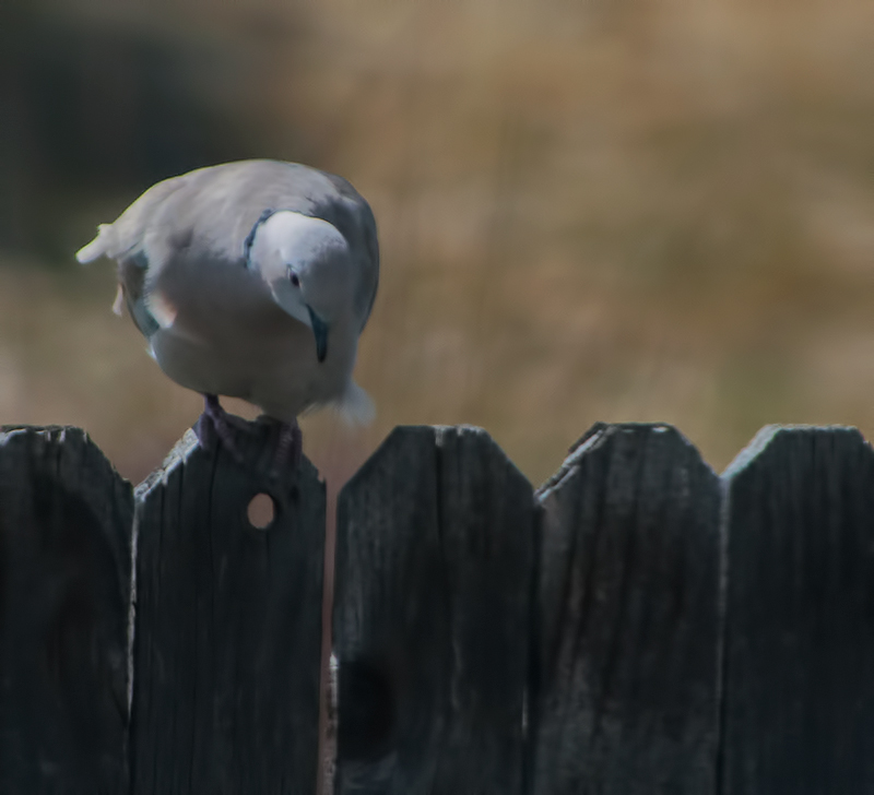 Eurasian Collared Dove