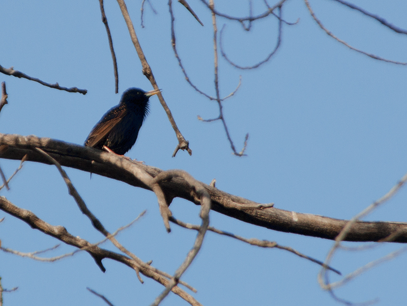 European Starling