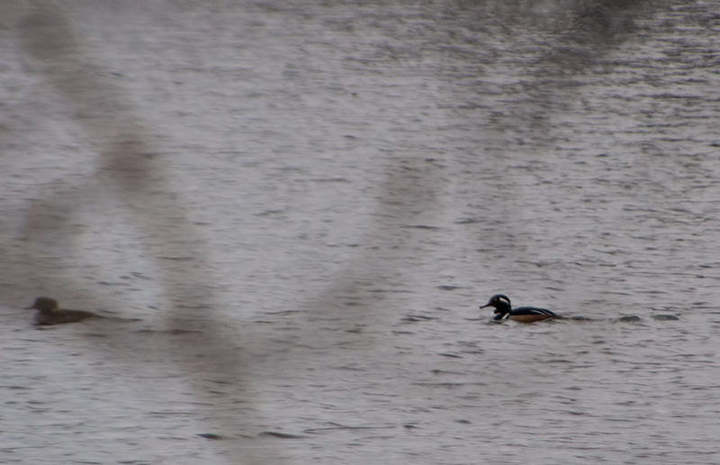 Hooded Merganser