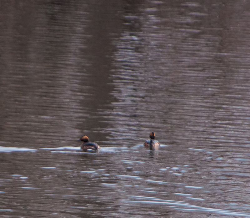 Horned Grebe