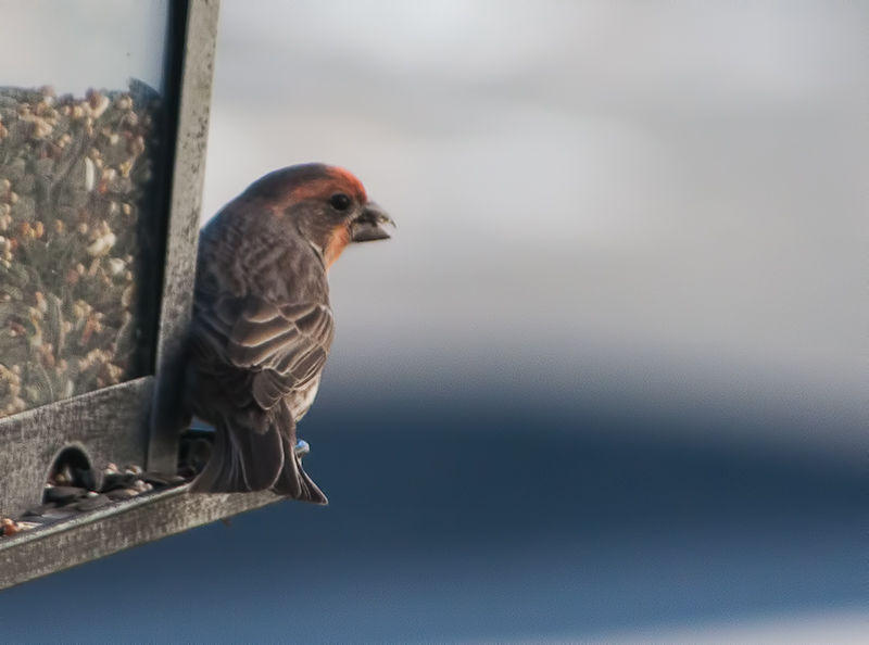 House-Finch