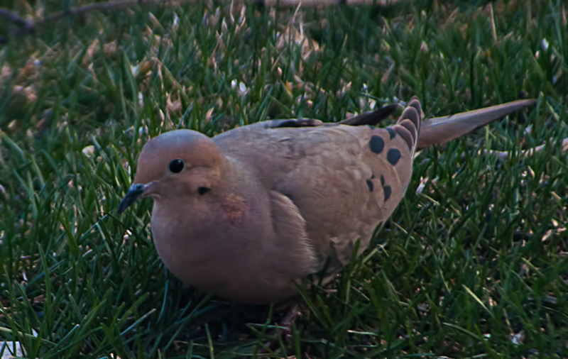 Mourning Dove