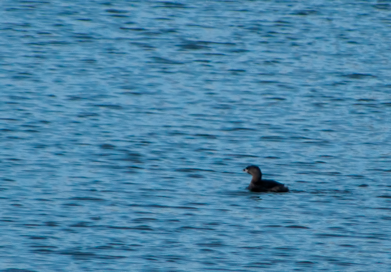 Pied Billed Grebe