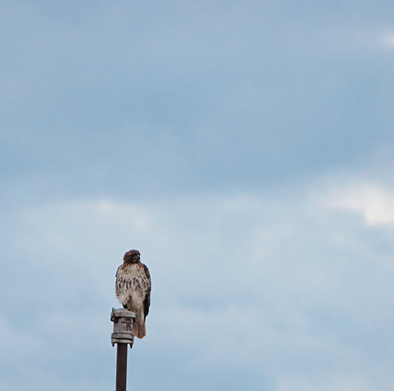 Red Tailed Hawk