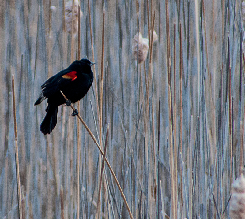 Red Winged Blackbird