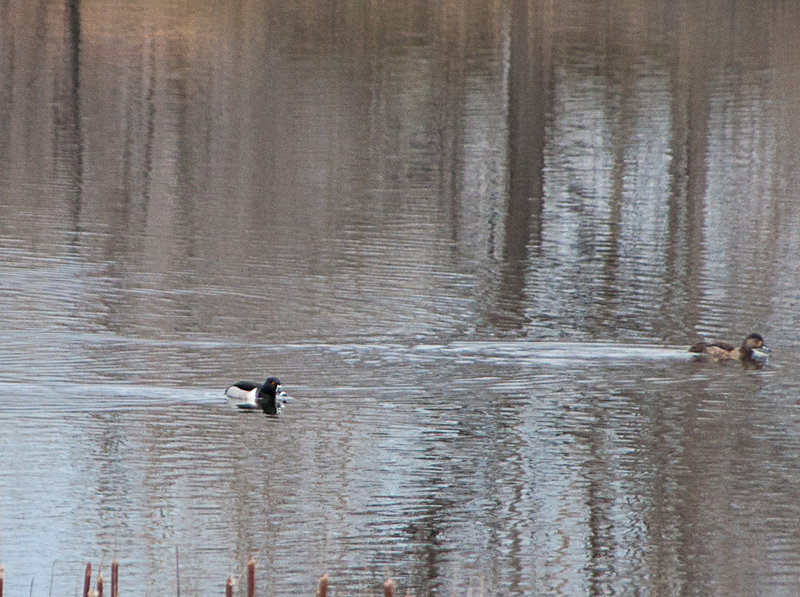 Ring Necked Duck