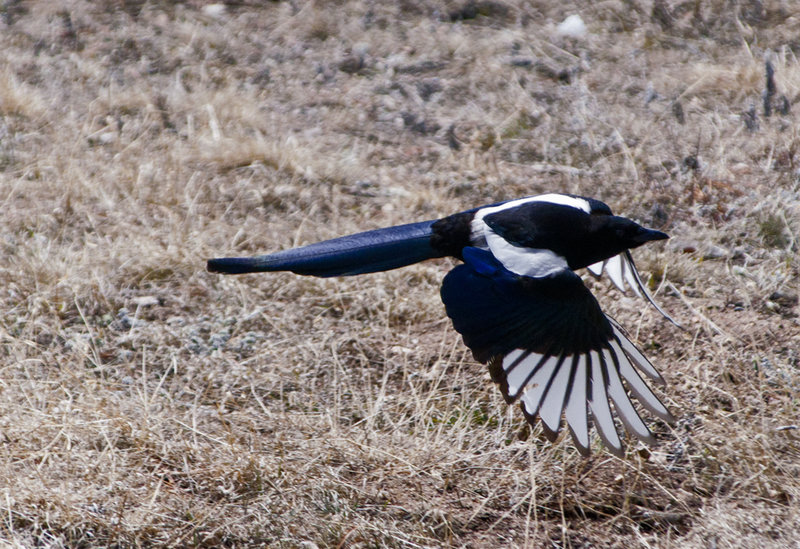 Black Billed Magpie