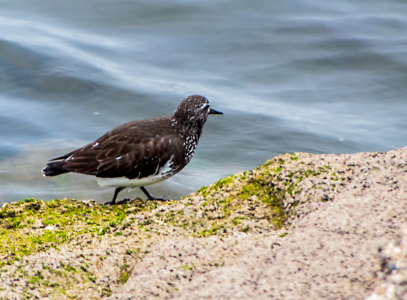 Black Turnstone