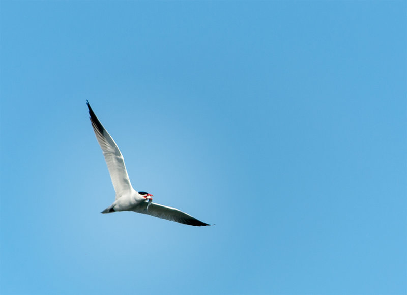 Caspian Tern