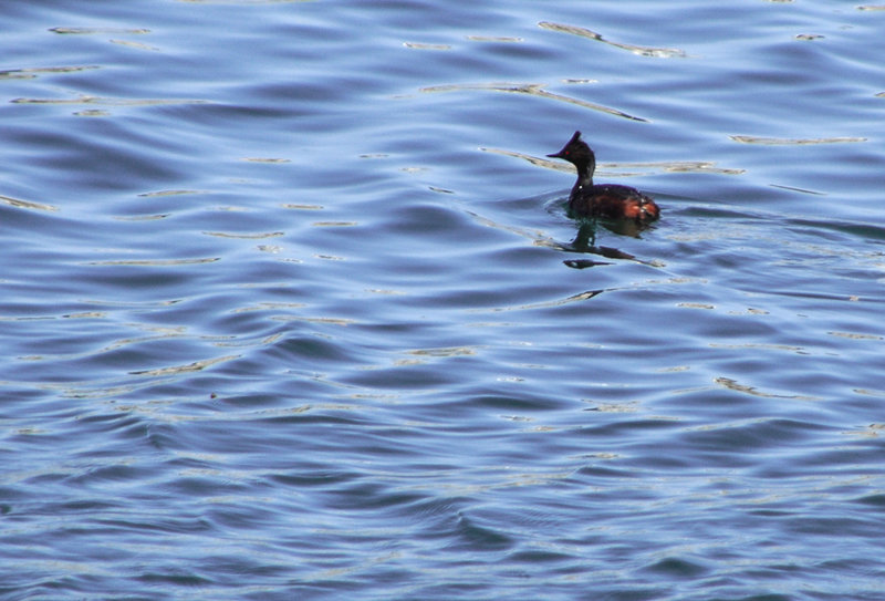 Eared Grebe