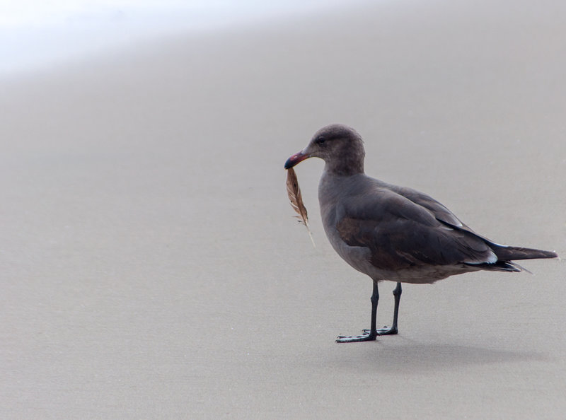 Heermanns Gull (1st-Summer)