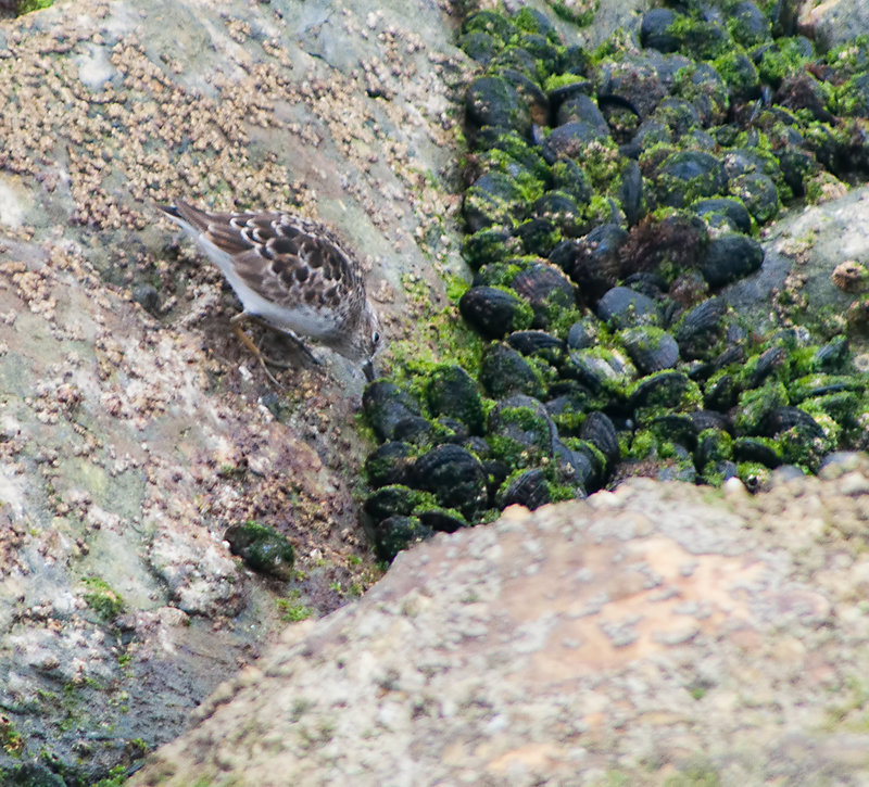 Least Sandpiper