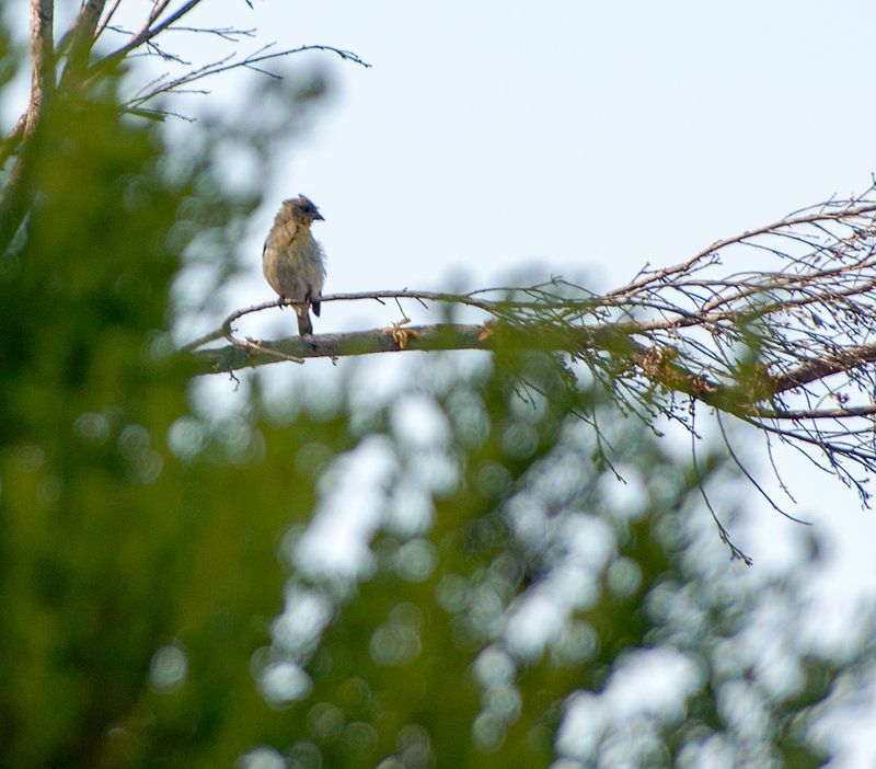 Lesser Goldfinch