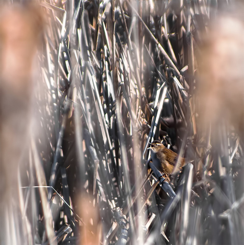 Marsh Wren