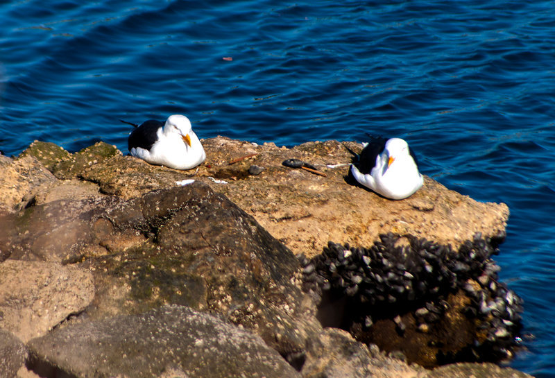 Mew Gull